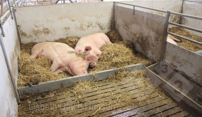 Foto 3: Corral de enfermer&iacute;a con cama de paja en la zona de descanso.

