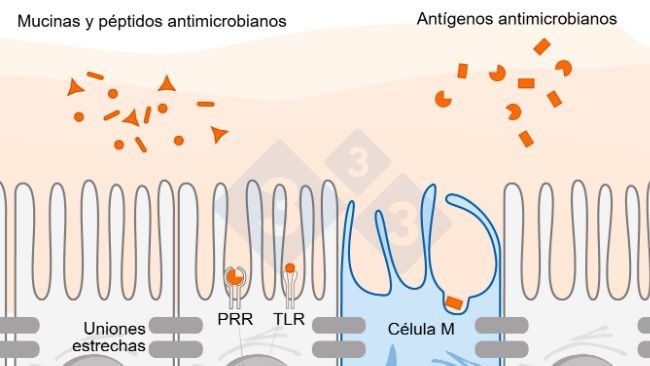Figura 1. Diagrama esquemático que ilustra el mecanismo de acción de las células inmunitarias intestinales en respuesta a amenazas externas.