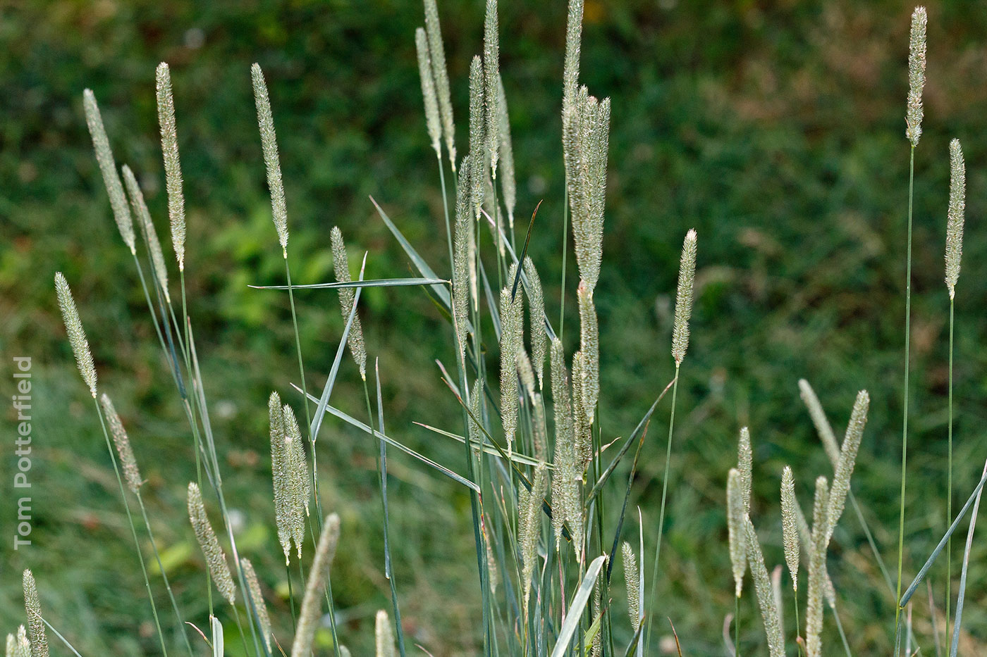 <em>Phleum pratense</em>, foto de Tom Potterfield.
