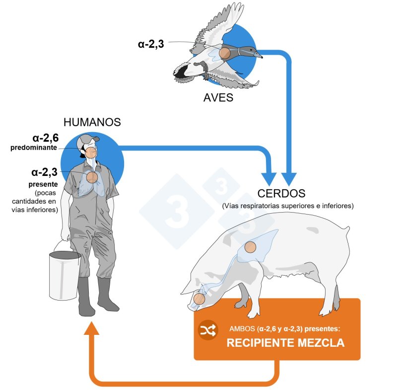 Figura 2. Distribución de receptores para virus de la gripe en humanos, aves y cerdos. Existen dos configuraciones principales de estos receptores: la α-2,3, exclusiva en las aves, y la α-2,6, predominante en humanos. El cerdo posee ambas configuraciones a lo largo de todo su tracto respiratorio y, por tanto, puede infectarse más fácilmente tanto por virus aviares como por virus humanos.