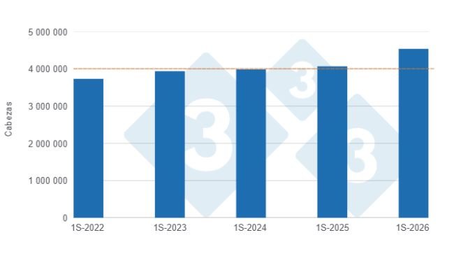 Gráfico 1: Evolución de la faena de porcinos en el primer semestre de los últimos cinco años. Elaborado por el Departamento de Economía y Sostenibilidad de 333 Latinoamérica con datos de la Secretaría de Agricultura, Ganadería y Pesca del Ministerio de Economía de Argentina.