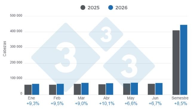 Gráfico 1: Beneficio mensual de porcinos en el primer semestre de 2026 – variaciones anuales. Elaborado por el Departamento de Economía y Sostenibilidad de 333 Latinoamérica con datos de CAPORC y CNP