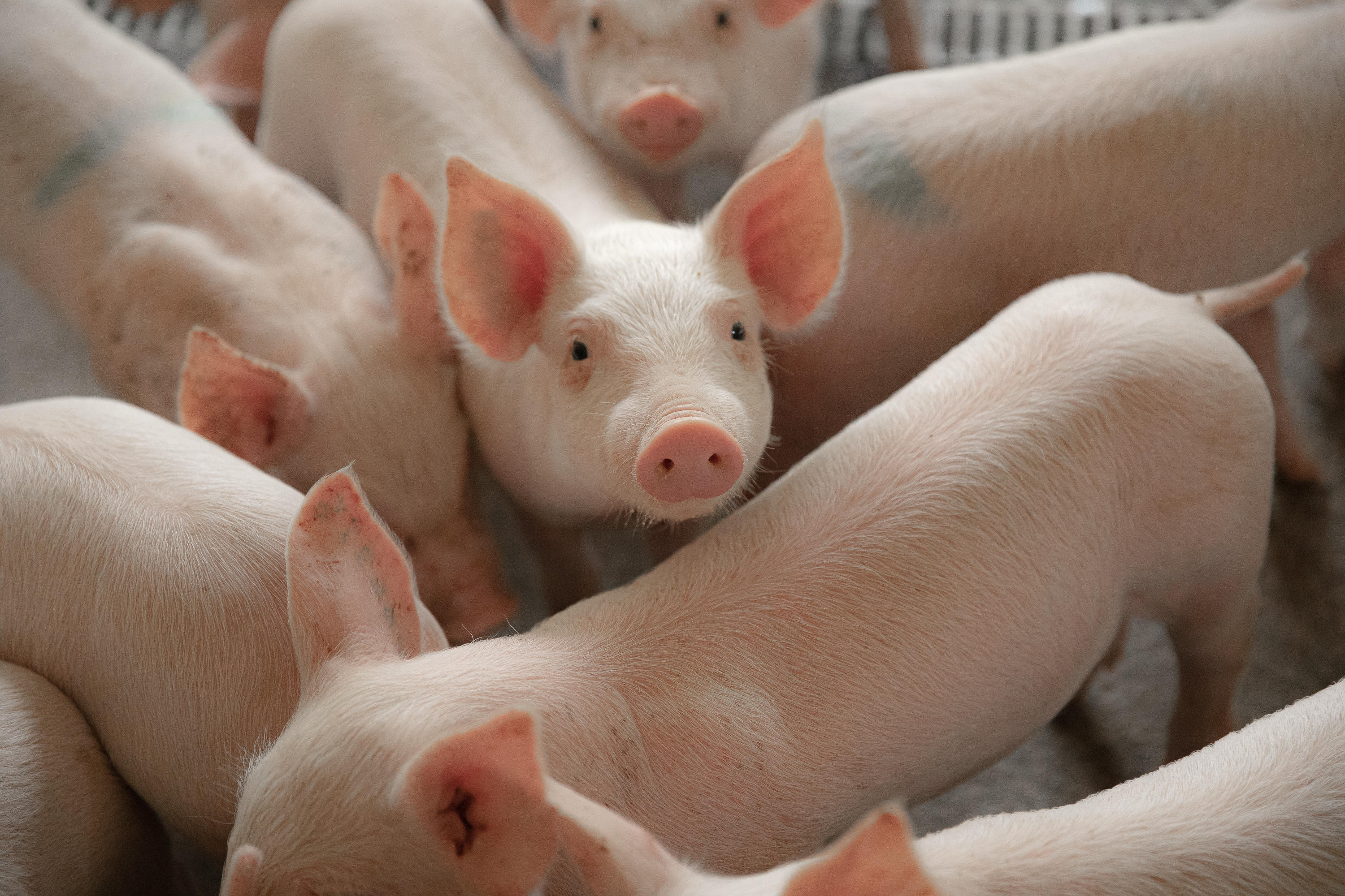 French Agriculture Grows in 2025 Despite Pork Sector Decline