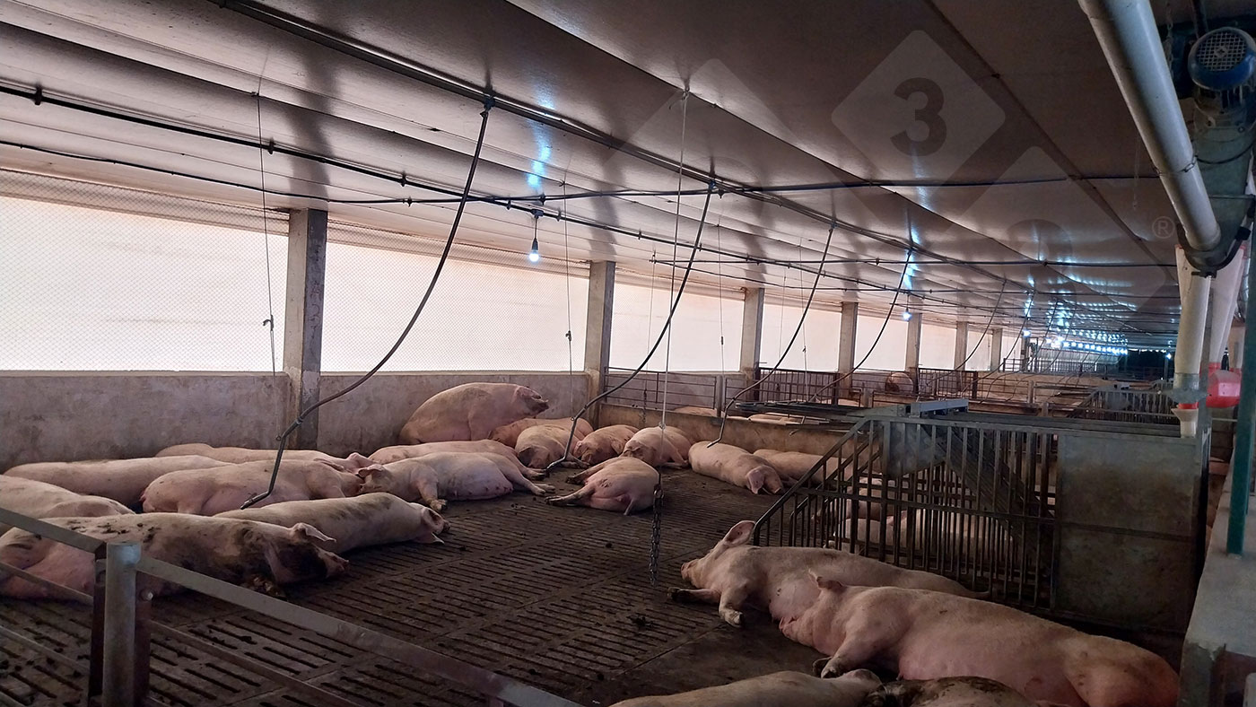 Interior de la nave de gestación con cama de paja