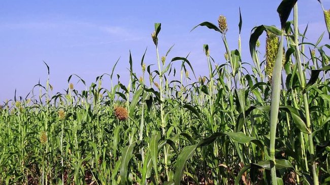 sorgo