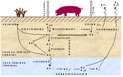 Ciclo del nitrógeno en el subsuelo