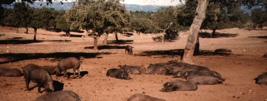 Granja de producción con cerdas de Raza Ibérica