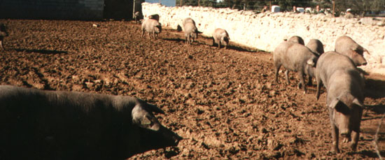 Granja de producción con cerdas de Raza Ibérica