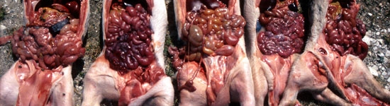 Gastroenteritis por E. coli