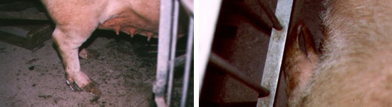 Sobrecrecimiento de las pezuñas