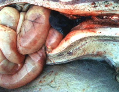 Clostridiosis