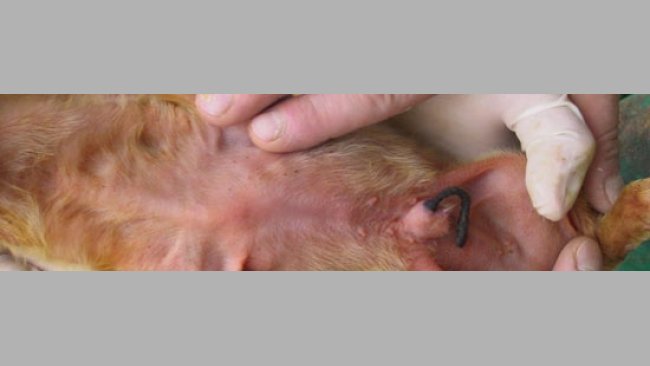 Epidermitis exudativa