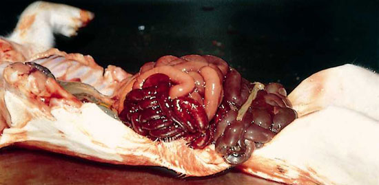 Enteritis hemorrágica