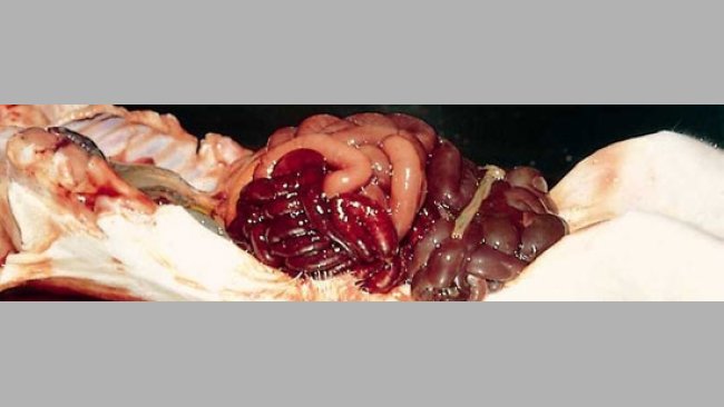 Enteritis hemorrágica