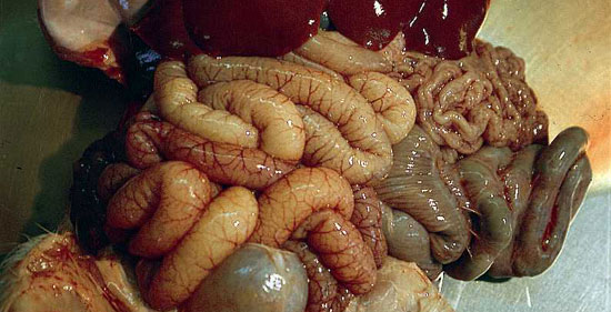 Lesiones de tipo necrótico-hemorrágico, circunscritas a determinados (y en general pequeños) tramos del intestino delgado