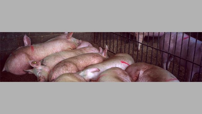 Identificación de la edad de reposición crotalando 1