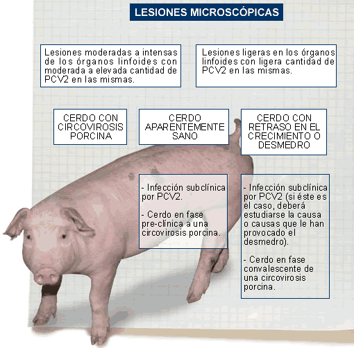 lesiones microscópicas circovirosis