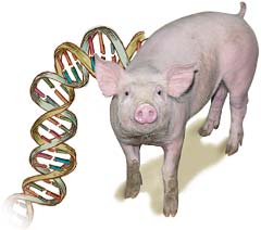 cerdo ADN