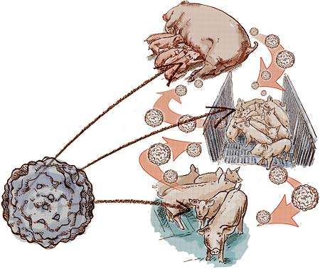 dinámica de infección circovirus