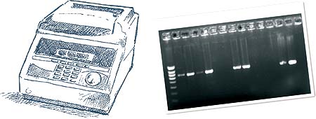 La PCR permite detectar infección por PCV2