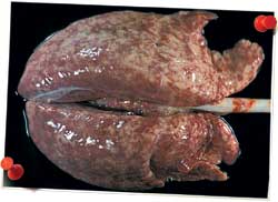 pulmón cerdo afectado por complejo respiratorio porcino