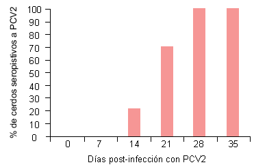 Curva de seroconversión en animales infectados experimentalmente con PCV2