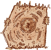 Hepatocito/célula epitelial renal