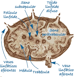 órgano linfoide