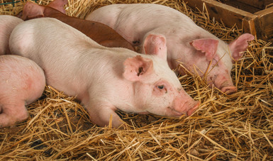 SADER México enfermedades animales cerdo