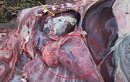 Poliserositis y supuración de fibrina