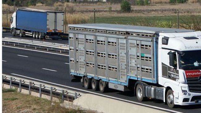 transporte ganado