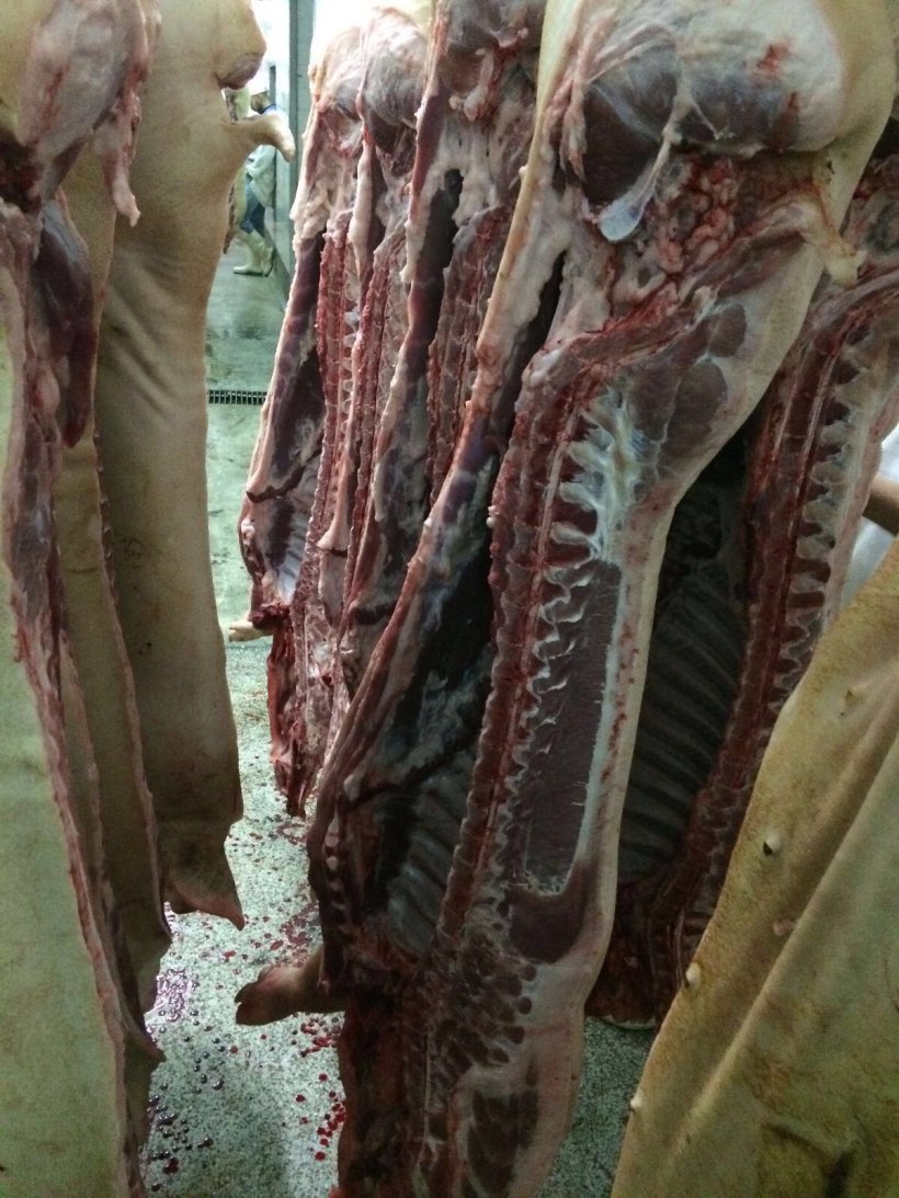 reanudaci&oacute;n actividad del sector porcino chino
