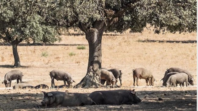 cerdo ibèrico