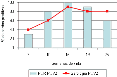 Sero- y PCR-perfiles (desde la semana 7 de vida) frente a PCV2 de una granja sin síntomas compatibles con la enfermedad 