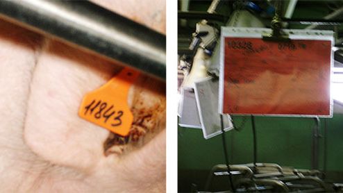 Diferenciar cerdas de diferente gen&eacute;tica utilizando fichas y crotales de diferentes colores