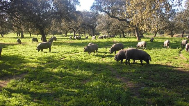 cerdo ibérico