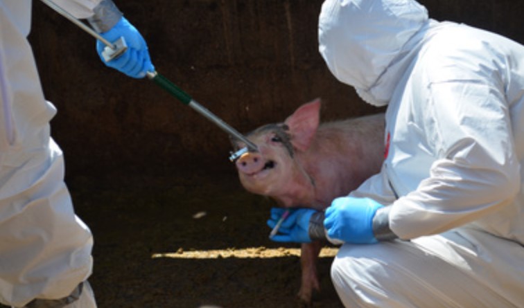 complejo respiratorio