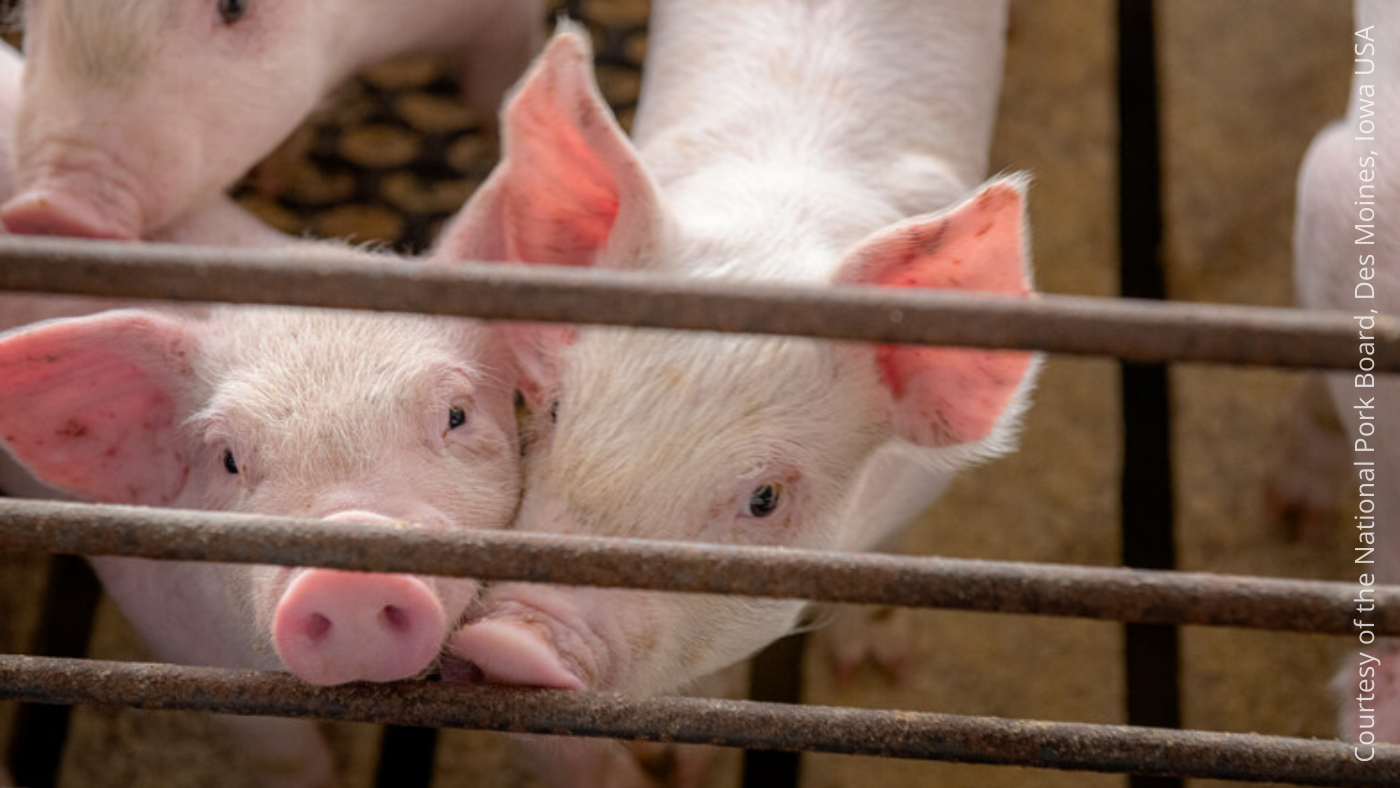 Presión inflacionaria desacelera crecimiento global porcicultura - Noticias  - 3tres3 México, la página del Cerdo