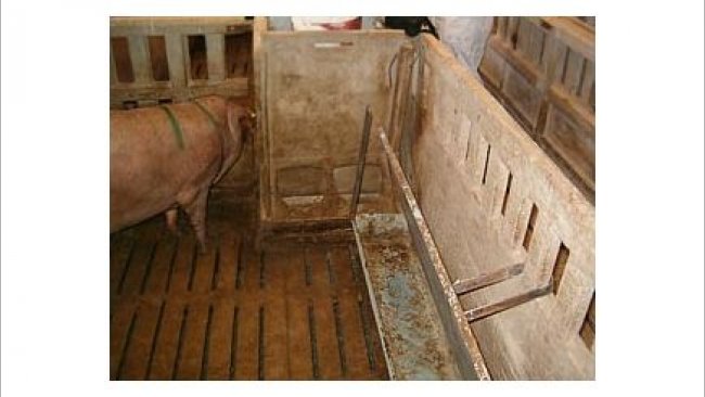 Comederos lineales para los cerdos con alimentación restringida 