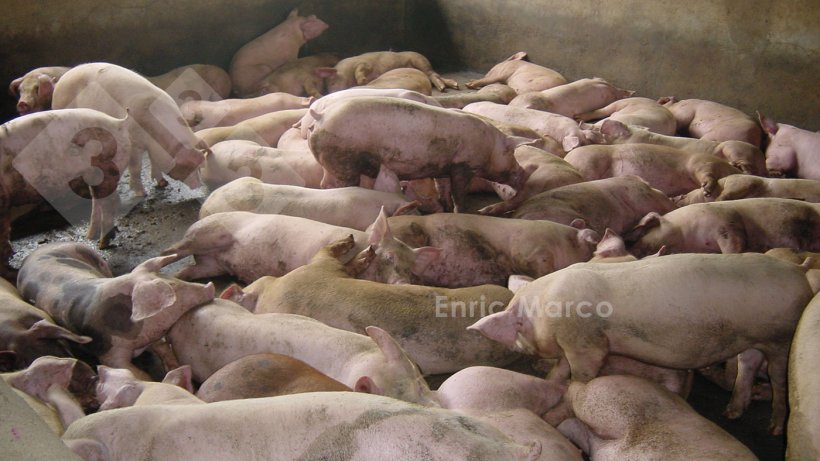 Foto 2. Ejemplo de un cebadero con una densidad excesiva.
