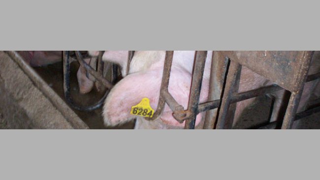 Saber la edad de las cerdas