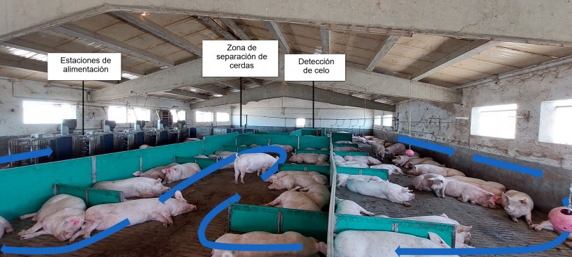 Foto 1. Delimitaci&oacute;n de zonas&nbsp;y movimientos en los corrales
