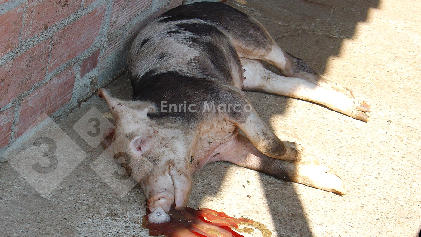 Foto 1. Cerdo muerto por una neumon&iacute;a causada por <em>Actinobacillus pleuropneumoniae</em>.
