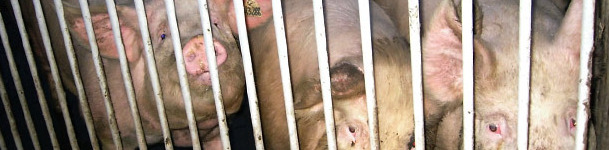 Cerdas de reposici&oacute;n