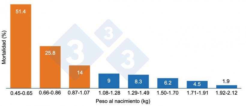 Gr&aacute;fico 1. Mortalidad pre destete en funci&oacute;n del peso al nacimiento. Los lechones con menos de 1,07 kilos (naranja)&nbsp;tienen una mayor mortalidad.
