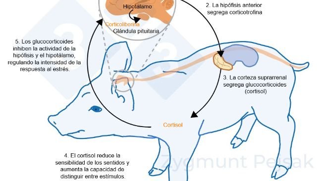 Figura 2. Minutos u horas despu&eacute;s de que se produzca el estr&eacute;s, se activa el eje hipotal&aacute;mico-hipofisario-suprarrenal (HPA). La hip&oacute;fisis segrega corticotrofina que, al llegar a la corteza suprarrenal, provoca la secreci&oacute;n de glucocorticoides, entre ellos el cortisol. Los glucocorticoides inhiben la actividad de la hip&oacute;fisis y el hipot&aacute;lamo, gracias a lo cual regulan la intensidad de la respuesta al estr&eacute;s. El cortisol se ha utilizado ampliamente como marcador de estr&eacute;s en cerdos, tambi&eacute;n como prueba no invasiva a partir de la saliva.

