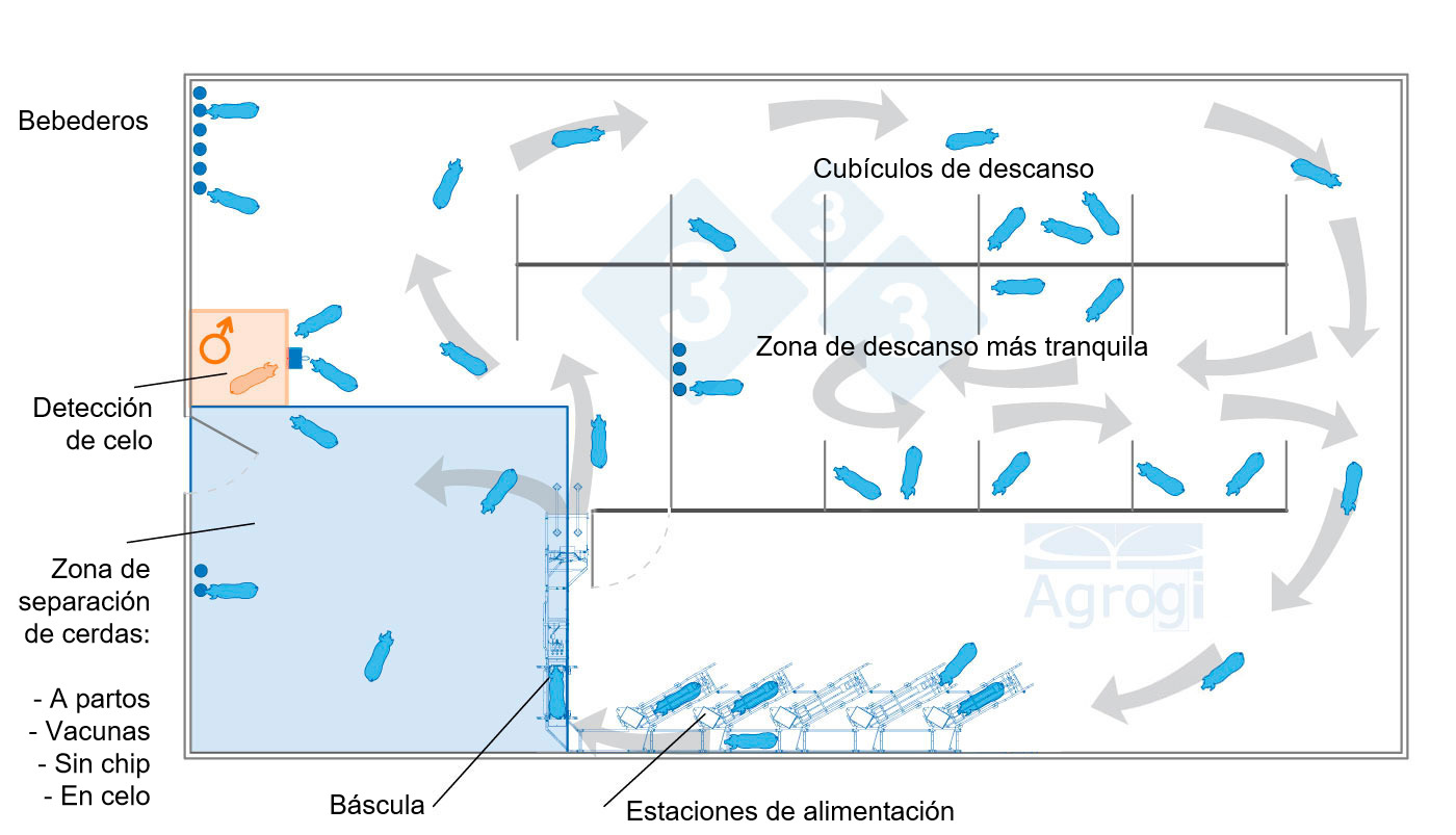 Gestación en grupo dinámico con control de peso