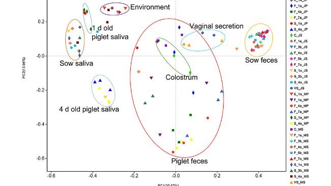 Figura 2. Risultati dell'analisi PCoA della diversità microbica dei campioni di suini Jinfen White e Mashen. Risultati dell'analisi delle coordinate principali (PCoA) della saliva della scrofa e del suinetto, dell'ambiente dell'ambiente parto, delle feci della scrofa e del suinetto, del colostro e della secrezione vaginale della scrofa. La coordinata principale 1 (PC1) rappresenta la quantità del microbiota, la coordinata principale 2 (PC2) rappresenta l'uniformità della comunità microbica.