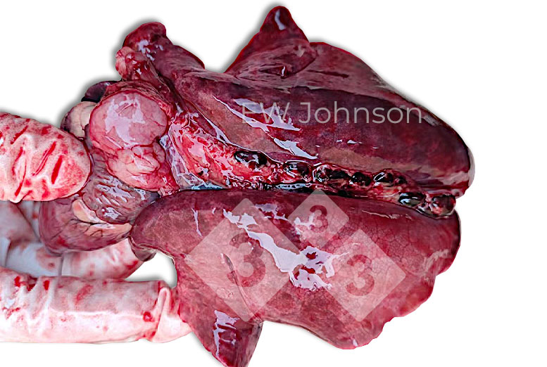 Figura 2.&nbsp;Pulmones de aspecto gomoso&nbsp;con ganglios linf&aacute;ticos pulmonares hemorr&aacute;gicos agrandados.
