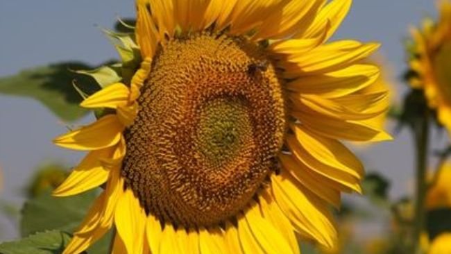 girasol oleaginosa